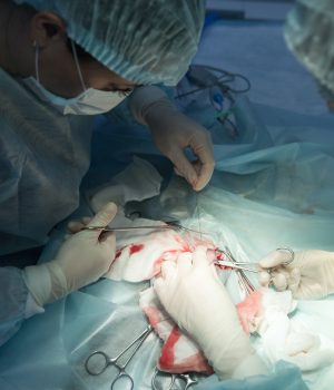 Vet doing cat sterilization surgery. Veterinary surgery, operation, laparotomy