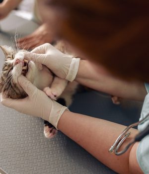 Veterinarian examines teeth of cute cat at table in modern hospital